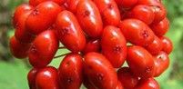 Panax Ginseng